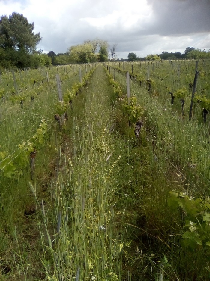 Vignobles Merlet itinéraires techniques vigneron