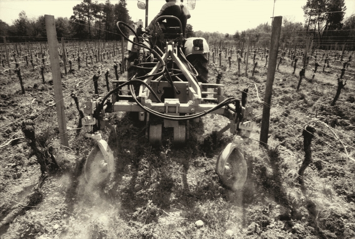 Vignobles Merlet à Saint-Denis de Pile Lalande de Pomerol et Bordeaux supérieur