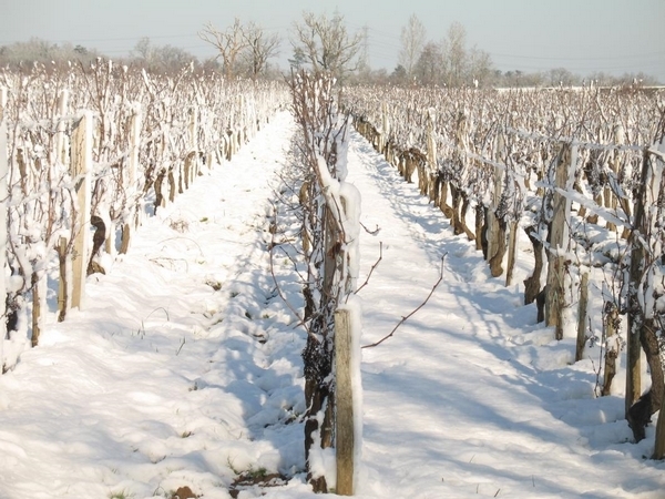 Vignobles Merlet à Saint-Denis de Pile Lalande de Pomerol et Bordeaux supérieur
