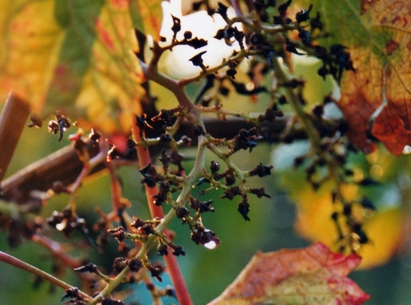 Vignobles Merlet à Saint-Denis de Pile vigne raisin