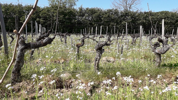 Vignobles Merlet à Saint-Denis de Pile Lalande de Pomerol et Bordeaux supérieur